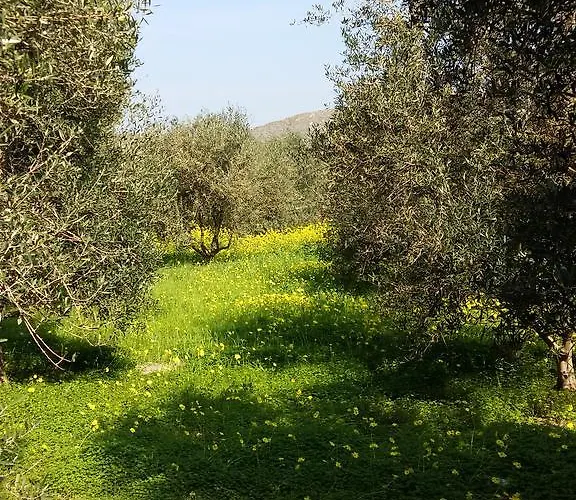 Naxos Olive & Apartment *