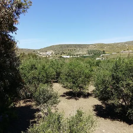 Naxos Olive &