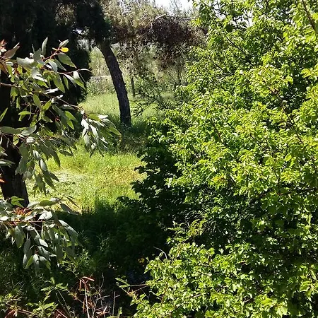 Naxos Olive & Apartament Engaraí