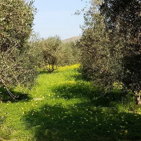 Naxos Olive & Apartament *