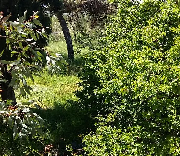 Naxos Olive & Apartment Engaraí