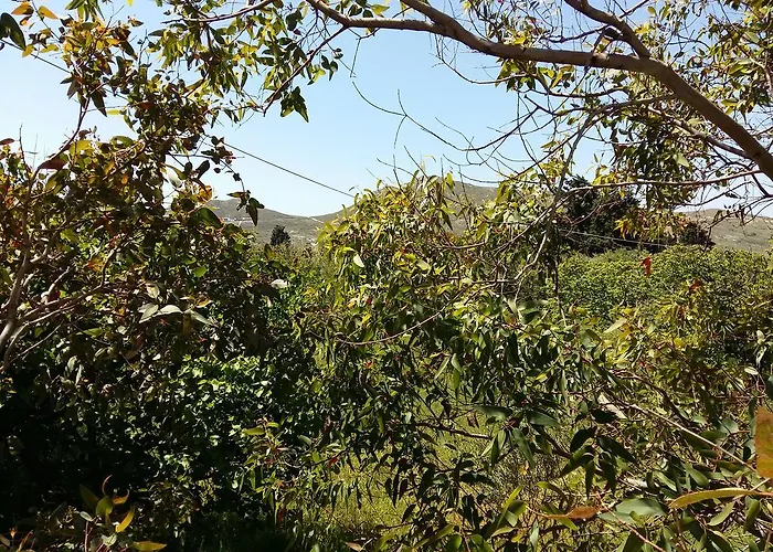 Apartment Naxos Olive &